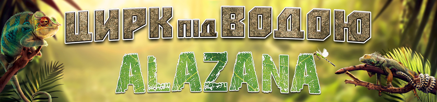 banner-top1